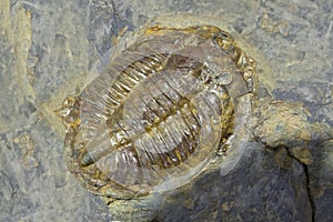 Arthropod fossil. Ordovician Era photo
