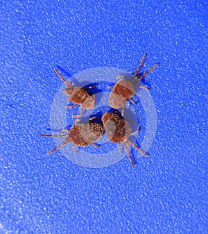 Arthropod mites on a blue background. Close up macro Red velvet