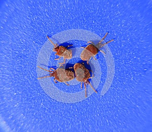 Arthropod mites on a blue background. Close up macro Red velvet