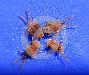 Arthropod mites on a blue background. Close up macro Red velvet