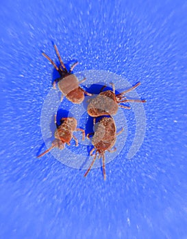 Arthropod mites on a blue background. Close up macro Red velvet