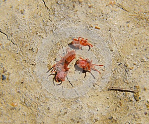 Arthropod mites on the ground. Close up macro Red velvet mite or