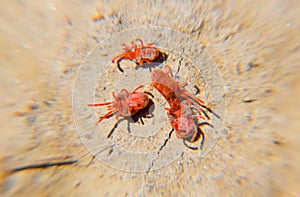 Arthropod mites on the ground. Close up macro Red velvet mite or