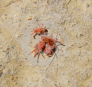 Arthropod mites on the ground. Close up macro Red velvet mite or