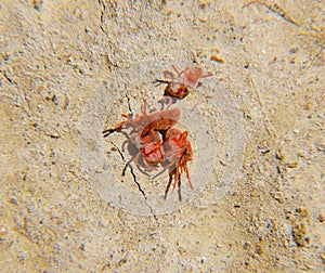 Arthropod mites on the ground. Close up macro Red velvet mite or