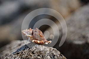 An arthropod shell rests on a rocky surface in macro photography