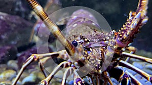 Arthropod swimming in water, closeup shot by camera, marine biology art