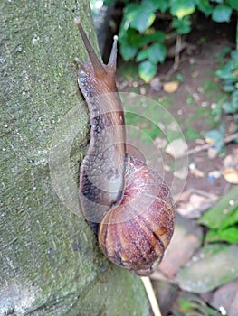 Arthropoda climbing at tree