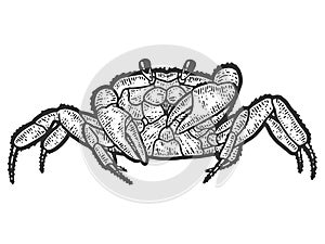 Arthropoda crab. Sketch scratch board imitation. Black and white.