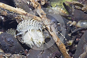 Arthropoda Gammarus pulex underwater photography