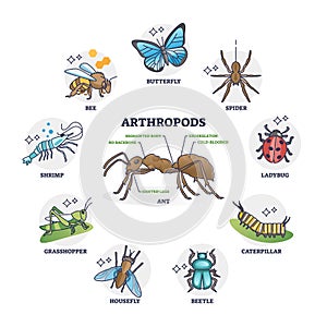 Arthropods animal group collection and segmented body anatomy outline diagram