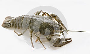 Arthropods crustaceans cancer