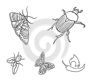 Arthropods insect beetle, moth, butterfly, fly. Insects set collection icons in outline style vector symbol stock