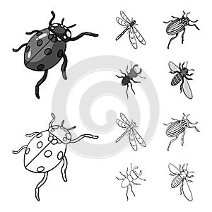 Arthropods Insect ladybird, dragonfly, beetle, Colorado beetle Insects set collection icons in outline,monochrome style