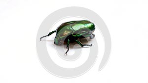 Arthropods, insect scarab gold bronzova closeup
