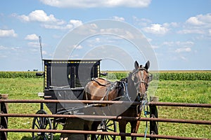 Arthur Illinois Amish horse and buggy