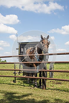 Arthur Illinois Amish horse and buggy
