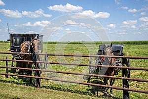 Arthur Illinois Amish horse and buggy