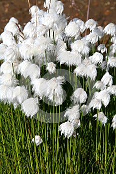Artic cotton flowers
