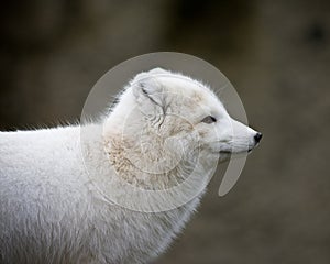 Artic fox