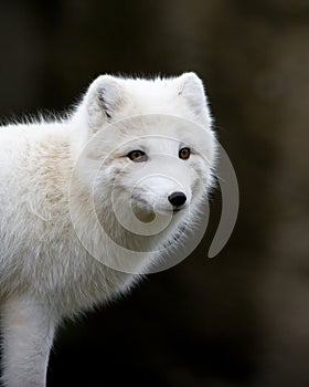 Artic fox