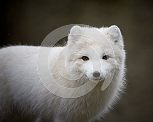 Artic fox