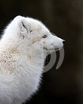 Artic fox