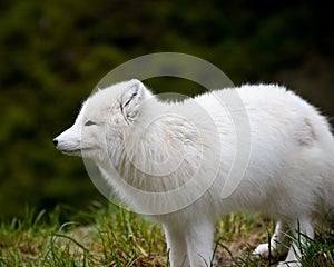 Artic fox