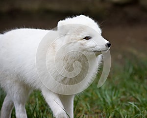 Artic fox