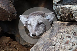 A artic fox cub peaks out a rocky den