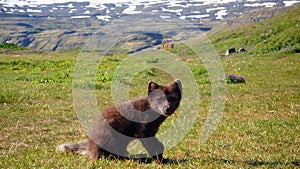 Artic fox in Hornstrandir photo