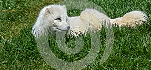 Artic fox laying down