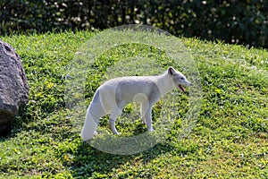 Artic Fox in Parc Omega Canada