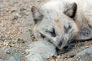 Artic fox relaxing on the ground.