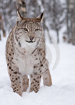 Artic Lynx photo