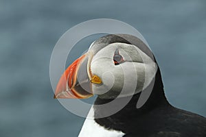 Artic puffin Fratercula arctica portrait face