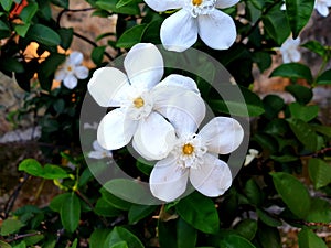 Artic snow Thryallis flowers on natural background