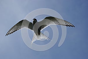 Artic Tern