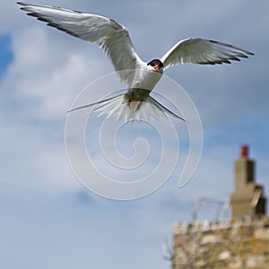 Artic tern