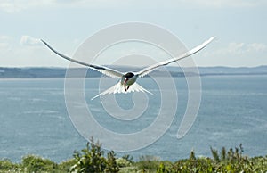 Artic Tern in flight.