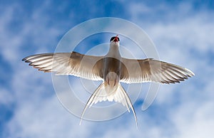 Artic Tern in Flight.