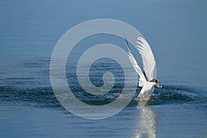 Artic Tern Retrieving A Fish