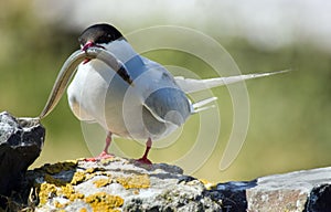 Artic Tern with Sand eel