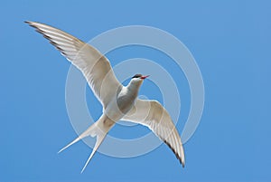 Artic Tern (Sterna Paradisaea)