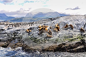 Artic wildlife, Beagle Channel, Ushuaia, Argentina