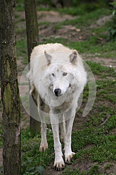 Artic wolf