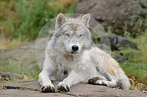Artic wolf