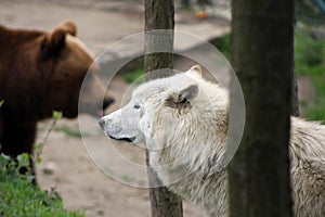 Artic wolf and brown bear