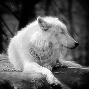 Artic Wolf BW