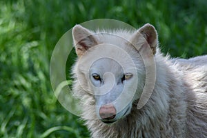 Artic wolf in a green field